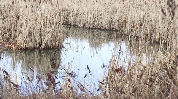 Image of marsh