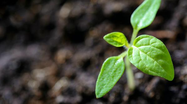Seedling in dirt