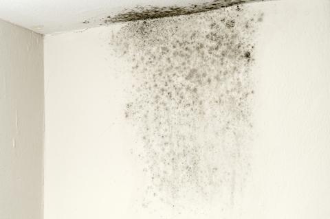 Mold on a wall